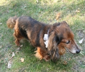 CreamCornAug2012 014